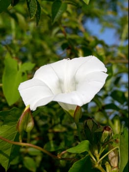 Bindweed (Convolvulus arvensis) is a creeping weed field.