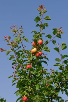 Greengage plums. fruit, greengage, fresh,