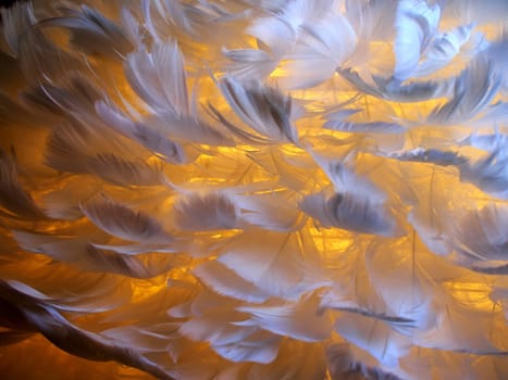 White feathers of a bird with warm yellow light behind background image