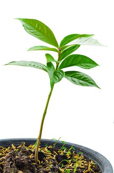 Pomerac, Malay apple young tree in the pot isolated on white background, Save clipping path.