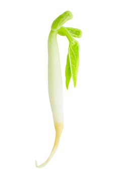 Chinese bean sprout isolated on white background.