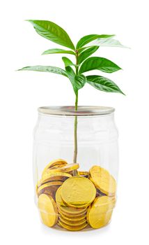 Business growth concept. Plant and Gold coin in bottle isolated on white background, Save clipping path.