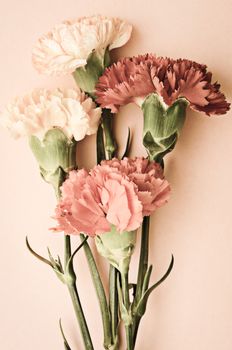 sweet carnation flowers vintage and retro color tone