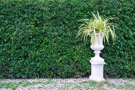 Trees in pots with green leaves wall background.