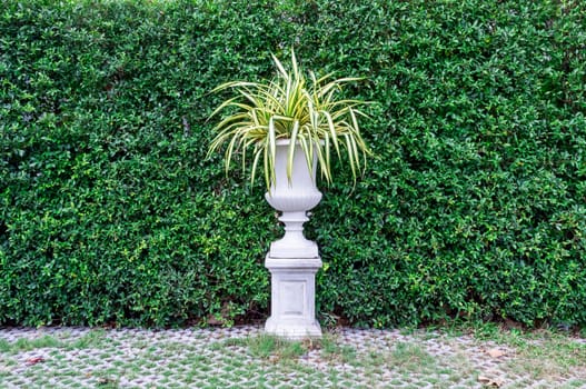 Trees in pots with green leaves wall background.