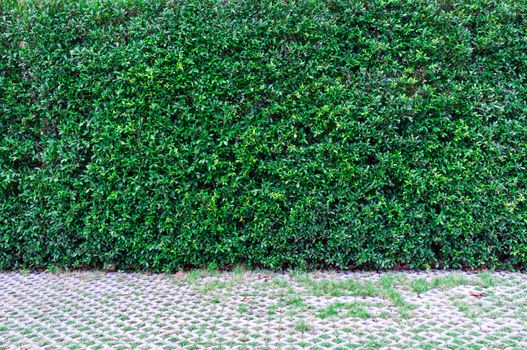 Green leaves wall background and walk way.