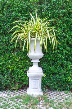 Trees in pots with green leaves wall background.