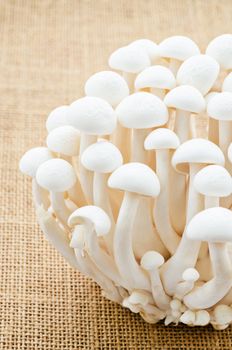 Close up Bunch of white bunapi beech mushroom on sack background.