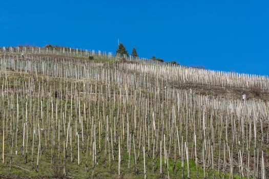 Vineyards on the Moselle against a blue sky.