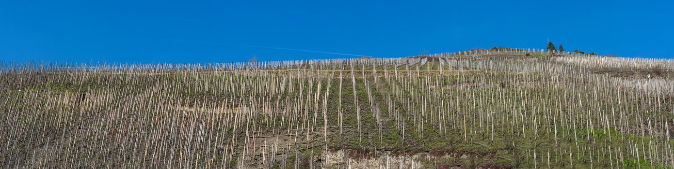 Panorama, vineyards on the Moselle against a blue sky.