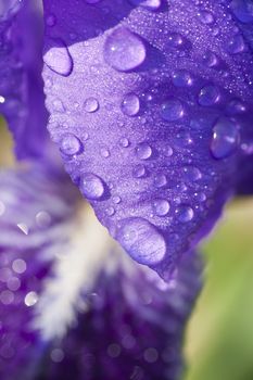 Water drops on petals of blue iris flower