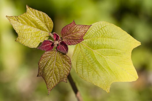 Close up of Oakleaf hydrangea young leaves in Spring