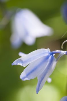 Dew drop on flower of common bluebell, Hyacinthoides non-scripta