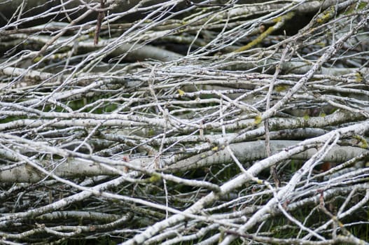 dry wood twigs and branches collected for fire