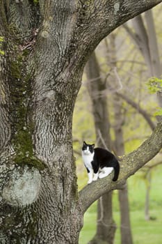 Black and white cat sitting on a tree branch