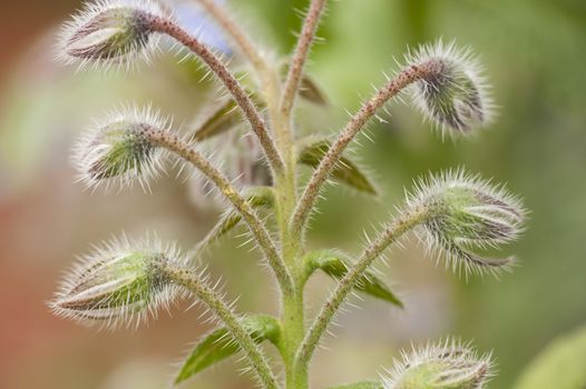 Thorny flower buds of starflower plant, borago officinalis