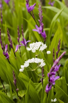 White and pink flowers of Bletilla striata orchid plants