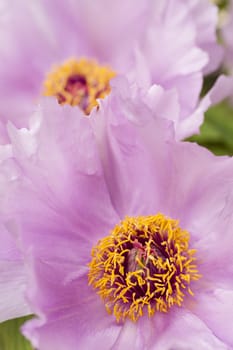 Pink flower and leaves of peony plant in full bloom