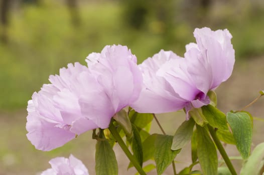 Pink flower and leaves of peony plant in full bloom