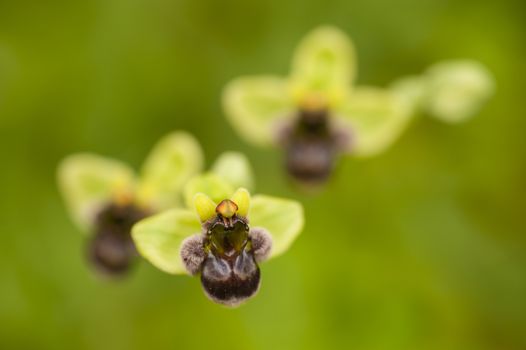 Mediterranean spontaneous orchid flower, Ophris bombiliflora