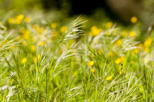 Spring bloom of yellow and white flowers in a green grass