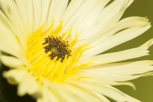 Close up of dandelion yellow flower, Taraxacum officinalis