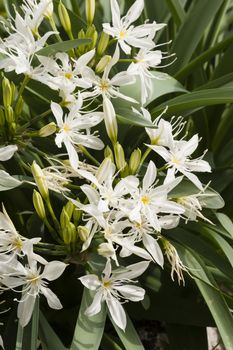Pancratium white flowers, herbaceous and bulbous plants in the Amaryllis family
