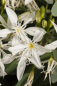 Pancratium white flowers, herbaceous and bulbous plants in the Amaryllis family