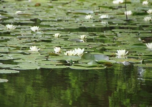White Waterlily in Lake with Green Forest Reflection
