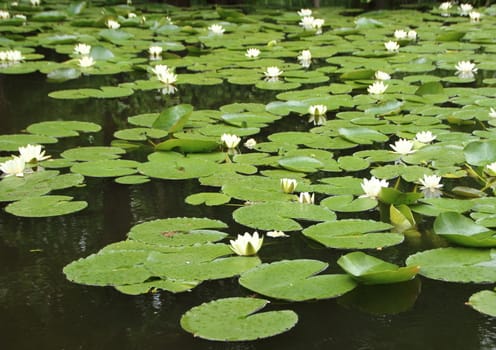 White Waterlily Perspective in Lake with Shore Background