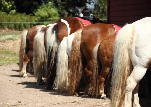 Line of Horses in Daylight with Rear and Tails