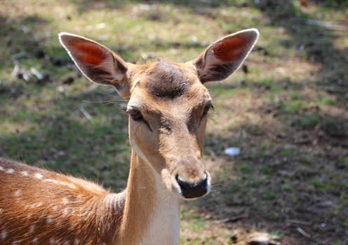Female Fallow Deer Head with lifted Ear on a Farm