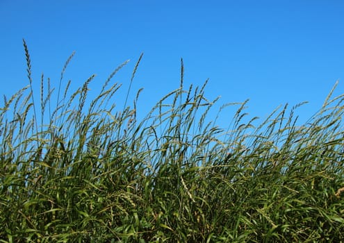 Green Straw Field Closeup with Blue Sky Summer Background