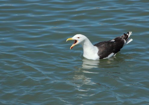 Screaming Seagull Swimming on Grey Water and looking Left