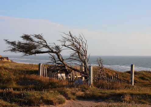 Graveyard at Edge of Cliff with Windy Ocean Background