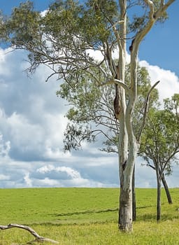 Australian Rural Scene with eucalyptus gum trees green grass and cloudy sky
