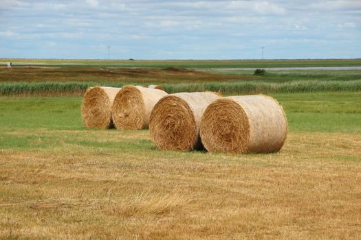 Round Golden Straw Bales in Meadow Landscape Closeup