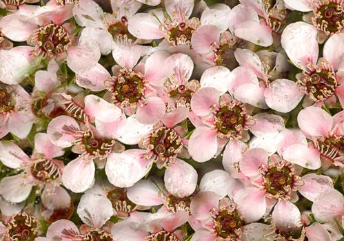 australian floral wildflower wallpaper Leptospernum Pink Cascade flowers