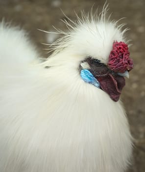 white silkie breed rooster close up







silkie rooster