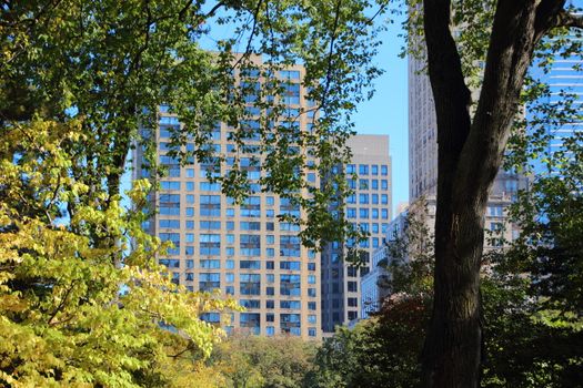 Urban Trees with Skyscraper Background in Central Park and Blue Sky