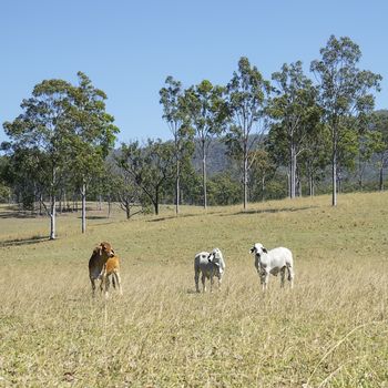 Australian Country Scene - Beef Cattle Country with 3 three cows and tall gum trees blue sky and green grass
