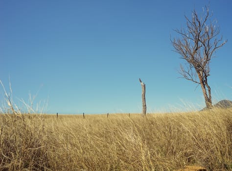 Blue Sky Horizon, an Australian rural landscape scene with dead tree