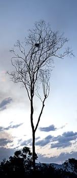 Australian Gum Tree Silhouette  with a birds nest, at sunset