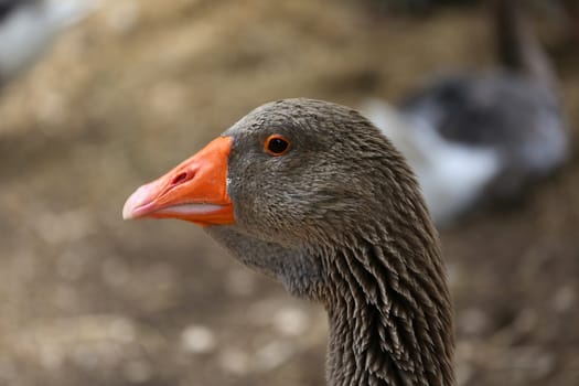 Portrait of a Greylag Goose (Anser Anser), Close Up