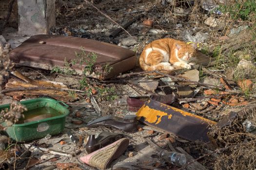 Stray cat sitting in back yard of abandoned house among garbage
