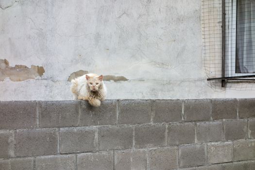 White stray cat sitting on a wall