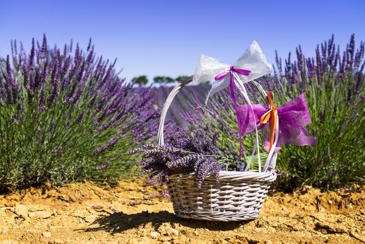 lavender field in south of France with decorative basket