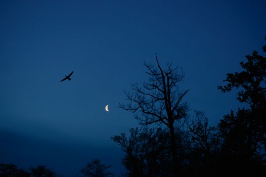 Flying bird with spread wings and trees silhouette with the moon in the back