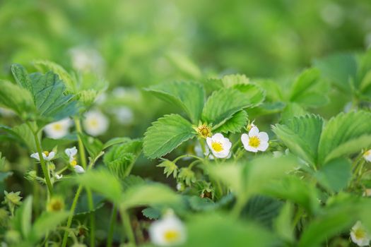 Blooming strawberries - strawberry field on an organic farm. several strawberry flowers on the stem. Strawberry plant blooming