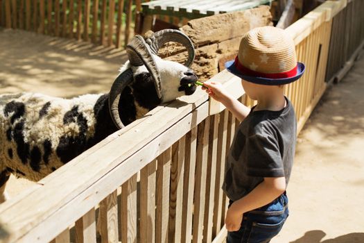 horned ram eating out of the hand of a boy. Jacob's Four-horned Ram. Child feeds sheep at pet zoo. Active leisure with children outdoors. Little kid feeding big ram on an animal farm